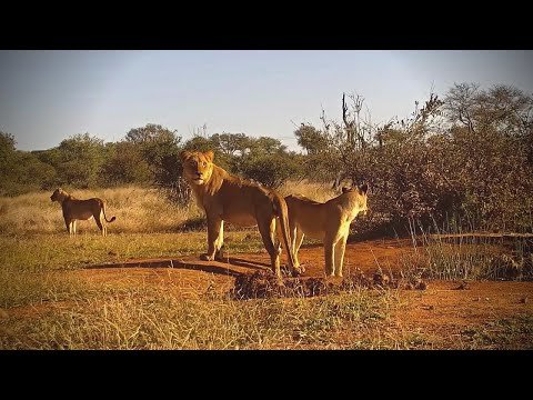 Naledi Cat-EYE webcam, South Africa