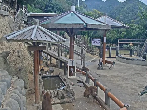 Awaji Monkey Center webcam, Hyogo, Japan