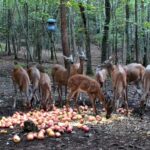 Deer Webcam, Lapeer, Michigan