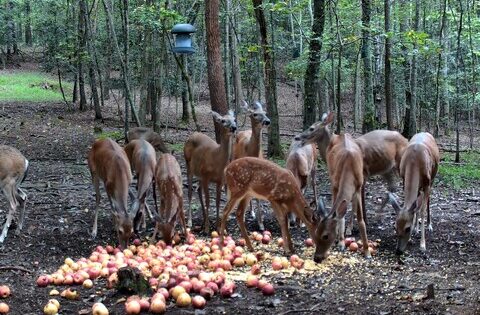 deer webcam lapeer michigan