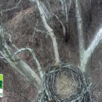 Duke Farms Eagle Cam, Hillsborough, New Jersey