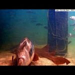 Lower Florida Keys Underwater Webcam