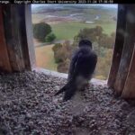 Falcon Nest, Orange, NSW, Australia