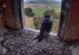 Falcon Nest webcam, Orange, Australia