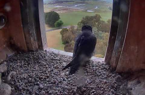 Falcon Nest webcam, Orange, Australia