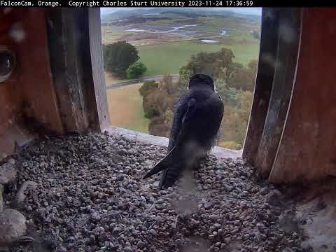 Falcon Nest webcam, Orange, Australia