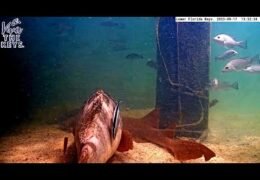 Lower Florida Keys Underwater Webcam