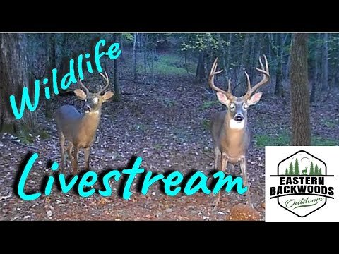 Deer webcam, Lapeer, Michigan