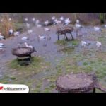 Fulltofta Stork Enclosure, Sweden