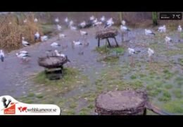 Fulltofta Stork Enclosure Webcam, Sweden