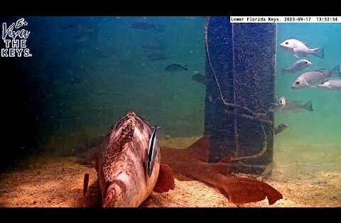 Lower Florida Keys Underwater Webcam