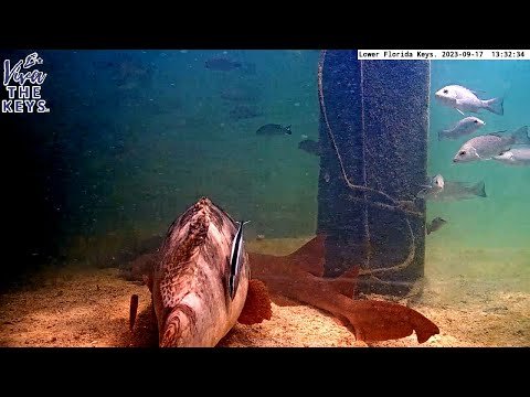 Lower Florida Keys Underwater Webcam