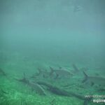 Blue Spring Manatee, Longwood, Florida