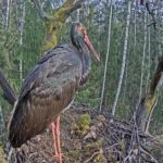 Black Stork Nest, Ogre, Latvia
