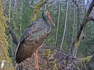 black stork nest webcam