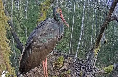 black stork nest webcam