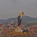 White Stork Nest, Pfreimd, Germany