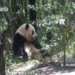 Giant Panda Breeding, Chengdu, China