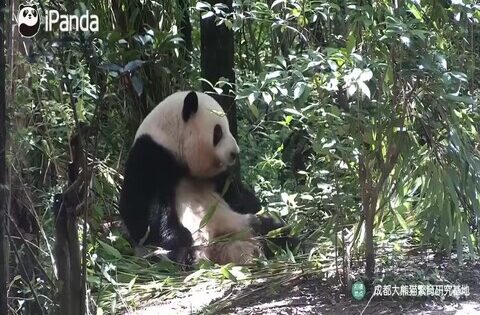 giant panda breeding webcam
