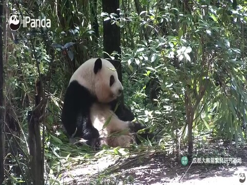 A giant panda sitting in the bamboo and eating at the Chengdu breeding base on the live webcam