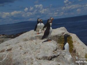 seal island webcam