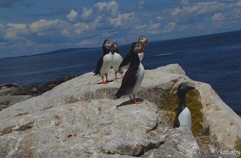 seal island webcam