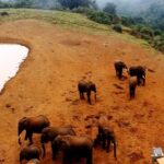 Aberdare National Park, Kenya