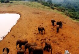 aberdare national park webcam
