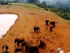 aberdare national park webcam