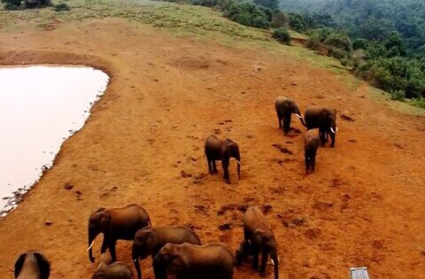 aberdare national park webcam