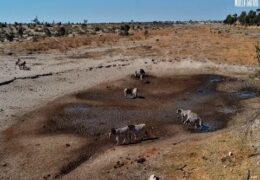 boteti river webcam