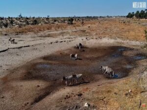 boteti river webcam