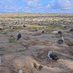 Midway Atoll, Sand Island, Hawaii