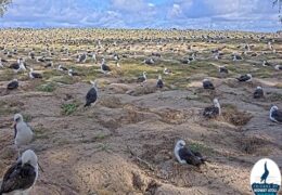 midway atoll sand island webcam
