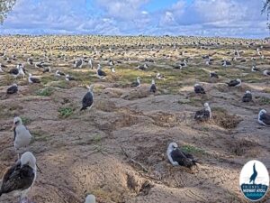midway atoll sand island webcam