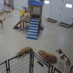 Dog Day Getaway, Apple Valley, Minnesota