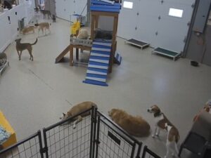 dog day getaway apple valley webcam