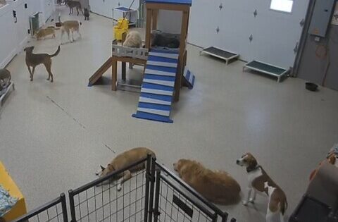 dog day getaway apple valley webcam