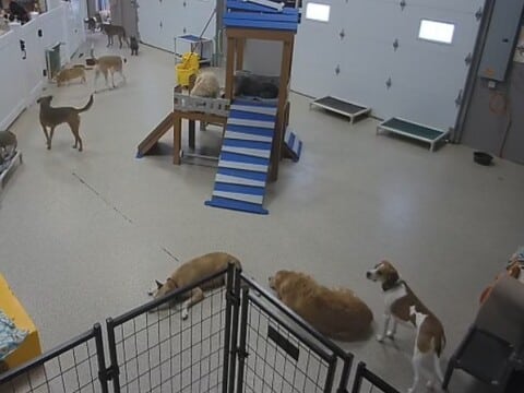 Dog Day Getaway Web Kamerası – Apple Valley'de Canlı Köpek Kreşi Kamerası