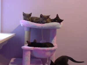 Los Angeles, California