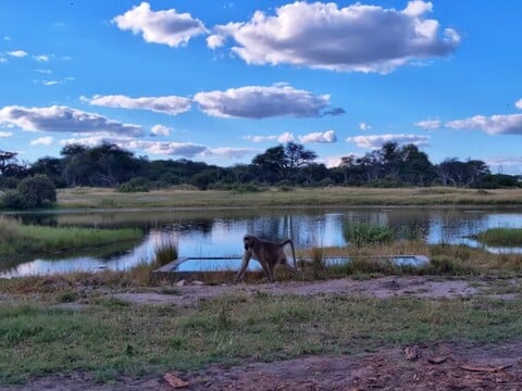 A baboon crossing the grassy edge of the Hwange waterhole in Zimbabwe on the live webcam
