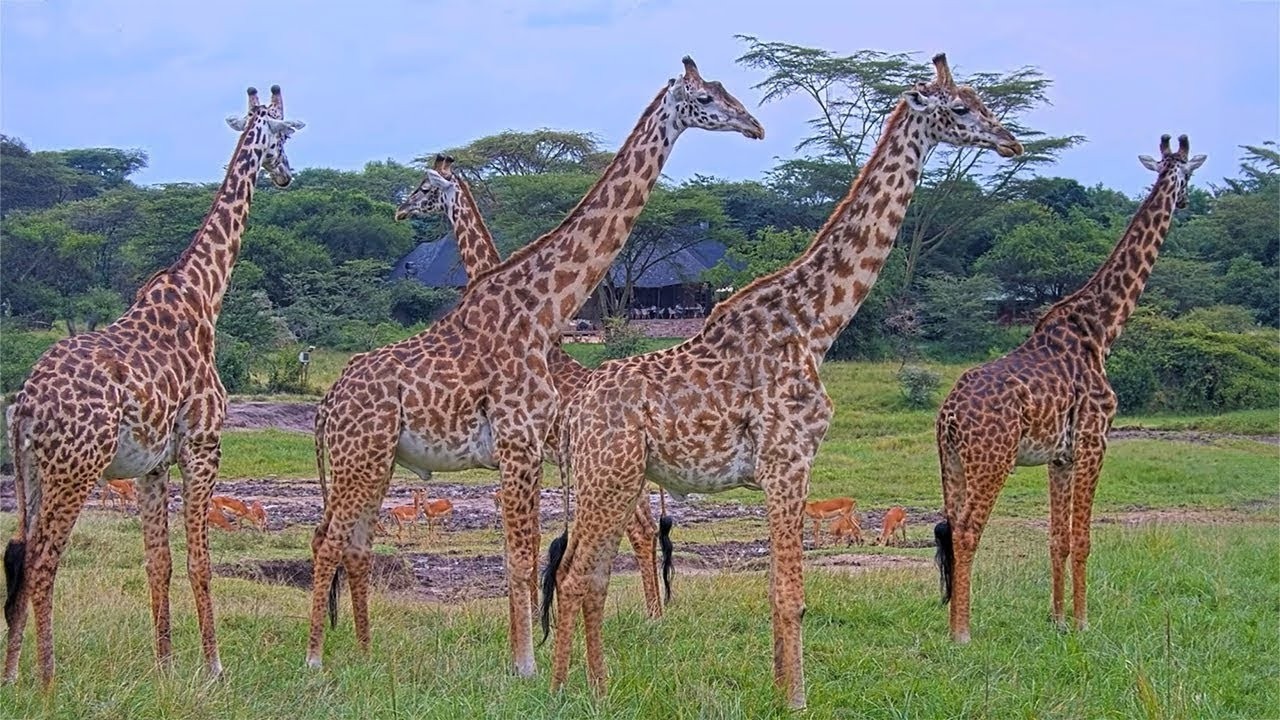 A group of giraffes and distant impala on the Masai Mara salt lick on the live webcam
