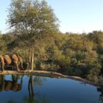 7 Best Wildlife Webcams You Can Watch Right Now