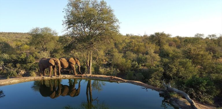 7 Best Wildlife Webcams You Can Watch Right Now