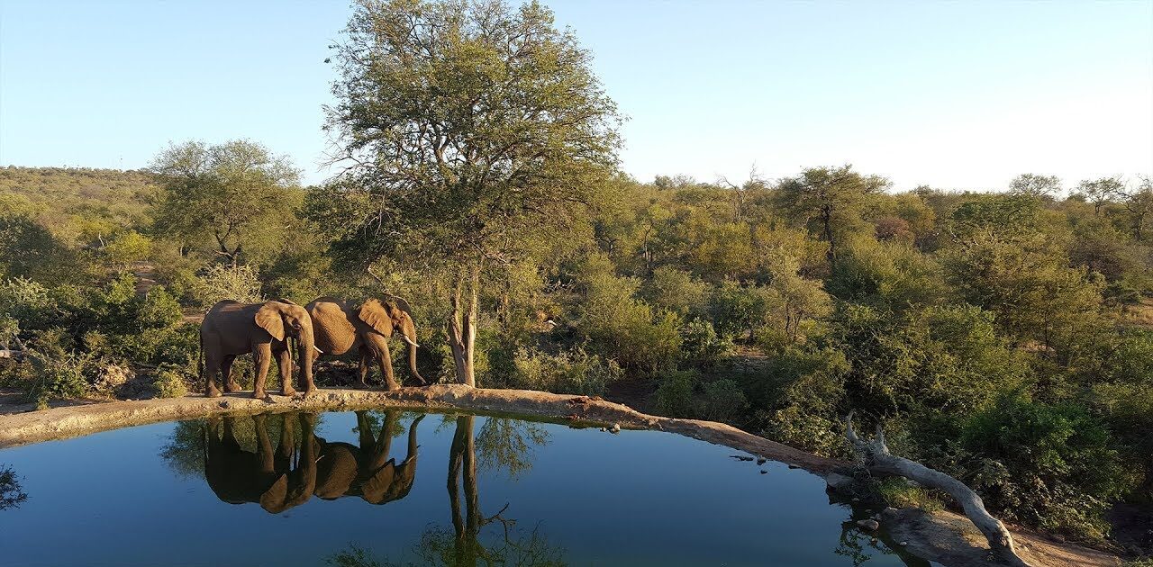 7 Best Wildlife Webcams You Can Watch Right Now