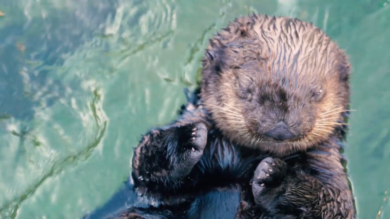 A sea otter floating on its back and grooming in green water at Vancouver Aquarium on the live webcam