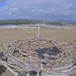 Alyth Osprey Nest, Scotland