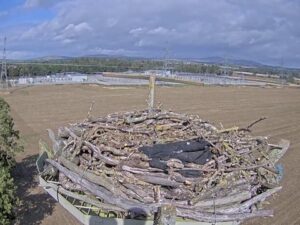 Alyth Osprey Nest, Scotland