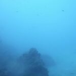 Catalina Underwater, California