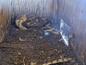 Barn Owl Nest Box, Florida